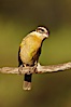 Black-headed grosbeak, female. Madera Canyon Recreation Area, Green Valley, Arizona, USA. Image #23025