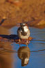 House sparrow, breeding male. Amado, Arizona, USA. Image #23027