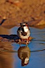 House sparrow, breeding male. Amado, Arizona, USA. Image #23027