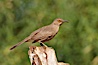 Curve-billed thrasher. Amado, Arizona, USA. Image #23030