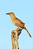 Curve-billed thrasher. Amado, Arizona, USA. Image #23035