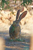 Antelope jackrabbit. Amado, Arizona, USA. Image #23039