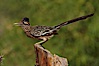 Greater roadrunner. Amado, Arizona, USA. Image #23042