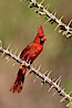 Northern cardinal, male. Amado, Arizona, USA. Image #23043