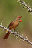 Northern cardinal, female. Amado, Arizona, USA. Image #23045