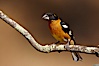 Black-headed grosbeak, male. Madera Canyon Recreation Area, Green Valley, Arizona, USA. Image #23047