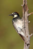 Acorn woodpecker, female. Madera Canyon Recreation Area, Green Valley, Arizona, USA. Image #23049