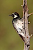 Acorn woodpecker, female. Madera Canyon Recreation Area, Green Valley, Arizona, USA. Image #23049