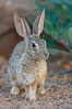 Desert cottontail, or Audubon's cottontail rabbit. Amado, Arizona, USA. Image #23055