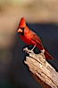 Northern cardinal, male. Amado, Arizona, USA. Image #23076