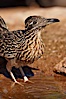 Greater roadrunner. Amado, Arizona, USA. Image #23077