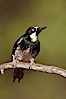 Acorn woodpecker, female. Madera Canyon Recreation Area, Green Valley, Arizona, USA. Image #23081