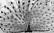 Peacock, male in display, infrared. Balboa Park, San Diego, California, USA. Image #23102