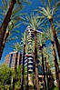Palm trees and blue sky, office buildings, downtown Phoenix. Phoenix, Arizona, USA. Image #23177