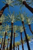 Palm trees and blue sky, downtown Phoenix. Phoenix, Arizona, USA. Image #23180