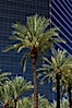 Palm trees and blue sky, office buildings, downtown Phoenix. Phoenix, Arizona, USA. Image #23181
