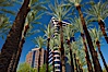 Palm trees and blue sky, office buildings, downtown Phoenix. Phoenix, Arizona, USA. Image #23185