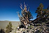 A hiker admires an ancient bristlecone pine tree, on the Methuselah Walk in the Schulman Grove in the White Mountains at an elevation of 9500 above sea level.  The oldest bristlecone pines in the world are found in the Schulman Grove, some of them over 4700 years old. Ancient Bristlecone Pine Forest. White Mountains, Inyo National Forest, California, USA. Image #23232