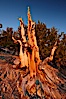 Ancient bristlecone pine tree, rising above the arid, dolomite-rich slopes of the Schulman Grove in the White Mountains at an elevation of 9500 above sea level, along the Methuselah Walk.  The oldest bristlecone pines in the world are found in the Schulman Grove, some of them over 4700 years old. Ancient Bristlecone Pine Forest. White Mountains, Inyo National Forest, California, USA. Image #23233
