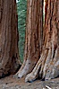 Giant sequoia trees, roots spreading outward at the base of each massive tree, rise from the shaded forest floor. Mariposa Grove, Yosemite National Park, California, USA. Image #23257