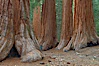 Giant sequoia trees, roots spreading outward at the base of each massive tree, rise from the shaded forest floor. Mariposa Grove, Yosemite National Park, California, USA. Image #23258