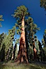 A giant sequoia tree, soars skyward from the forest floor, lit by the morning sun and surrounded by other sequioas.  The massive trunk characteristic of sequoia trees is apparent, as is the crown of foliage starting high above the base of the tree. Mariposa Grove, Yosemite National Park, California, USA. Image #23259