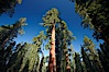 A giant sequoia tree, soars skyward from the forest floor, lit by the morning sun and surrounded by other sequioas.  The massive trunk characteristic of sequoia trees is apparent, as is the crown of foliage starting high above the base of the tree. Mariposa Grove, Yosemite National Park, California, USA. Image #23260