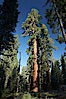 A giant sequoia tree, soars skyward from the forest floor, lit by the morning sun and surrounded by other sequioas.  The massive trunk characteristic of sequoia trees is apparent, as is the crown of foliage starting high above the base of the tree. Mariposa Grove, Yosemite National Park, California, USA. Image #23261