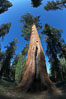 A giant sequoia tree, soars skyward from the forest floor, lit by the morning sun and surrounded by other sequioas.  The massive trunk characteristic of sequoia trees is apparent, as is the crown of foliage starting high above the base of the tree. Mariposa Grove, Yosemite National Park, California, USA. Image #23270