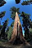 A giant sequoia tree, soars skyward from the forest floor, lit by the morning sun and surrounded by other sequioas.  The massive trunk characteristic of sequoia trees is apparent, as is the crown of foliage starting high above the base of the tree. Mariposa Grove, Yosemite National Park, California, USA. Image #23270