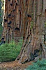 Small trees grow in the shade of Mariposa Grove, between the massive trunks of giant sequoia trees. Mariposa Grove, Yosemite National Park, California, USA. Image #23272