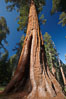 A giant sequoia tree, soars skyward from the forest floor, lit by the morning sun and surrounded by other sequioas.  The massive trunk characteristic of sequoia trees is apparent, as is the crown of foliage starting high above the base of the tree. Mariposa Grove, Yosemite National Park, California, USA. Image #23273