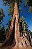 A giant sequoia tree, soars skyward from the forest floor, lit by the morning sun and surrounded by other sequioas.  The massive trunk characteristic of sequoia trees is apparent, as is the crown of foliage starting high above the base of the tree. Mariposa Grove, Yosemite National Park, California, USA. Image #23273