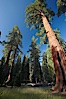 Giant sequioa trees, in the Mariposa Grove soar skyward from the cool, shaded forest floor. Mariposa Grove, Yosemite National Park, California, USA. Image #23274