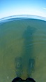 Guy stands in shallow water wearing his long fins, takes photo of his shadow. Cardiff by the Sea, California, USA. Image #23298