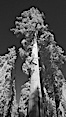 Giant sequoia tree towers over surrounding trees in a Sierra forest.  Infrared image. Mariposa Grove. Image #23304