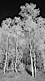 Aspen trees in fall, eastern Sierra fall colors, autumn. Bishop Creek Canyon, Sierra Nevada Mountains. Image #23321
