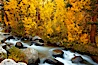 Aspens turn yellow in autumn, changing color alongside the south fork of Bishop Creek at sunset. Bishop Creek Canyon, Sierra Nevada Mountains, Bishop, California, USA. Image #23323