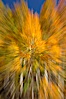 An explosion of yellow and orange color, aspen trees changing color in fall, autumn approaches. Bishop Creek Canyon, Sierra Nevada Mountains, Bishop, California, USA. Image #23325