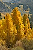 Aspen trees turning yellow in autumn, fall colors in the eastern sierra. Bishop Creek Canyon, Sierra Nevada Mountains, Bishop, California, USA. Image #23327