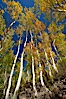 White trunks of aspen trees, viewed upward toward the yellow and orange leaves of autumn and the blue sky beyond. Bishop Creek Canyon, Sierra Nevada Mountains, Bishop, California, USA. Image #23337