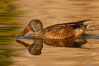 Northern shoveler, adult nonbreeding plumage. Santee Lakes, California, USA. Image #23393