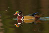 Wood duck, male. Santee Lakes, California, USA. Image #23394