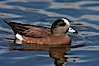 American wigeon, adult breeding plumage. Santee Lakes, Santee, California, USA. Image #23400