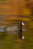 American coot. Santee Lakes, California, USA. Image #23414