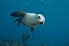 California sea lion, underwater at Santa Barbara Island.  Santa Barbara Island, 38 miles off the coast of southern California, is part of the Channel Islands National Marine Sanctuary and Channel Islands National Park.  It is home to a large population of sea lions. Santa Barbara Island, California, USA. Image #23418