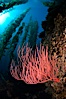 Red gorgonian on rocky reef, below kelp forest, underwater.  The red gorgonian is a filter-feeding temperate colonial species that lives on the rocky bottom at depths between 50 to 200 feet deep. Gorgonians are oriented at right angles to prevailing water currents to capture plankton drifting by. San Clemente Island, California, USA. Image #23420