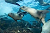 California sea lions, underwater at Santa Barbara Island.  Santa Barbara Island, 38 miles off the coast of southern California, is part of the Channel Islands National Marine Sanctuary and Channel Islands National Park.  It is home to a large population of sea lions. Santa Barbara Island, California, USA. Image #23422