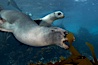 A California sea lion plays with a piece of kelp, underwater at Santa Barbara Island.  Santa Barbara Island, 38 miles off the coast of southern California, is part of the Channel Islands National Marine Sanctuary and Channel Islands National Park.  It is home to a large population of sea lions. Santa Barbara Island, California, USA. Image #23427