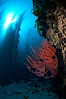 Red gorgonian on rocky reef, below kelp forest, underwater.  The red gorgonian is a filter-feeding temperate colonial species that lives on the rocky bottom at depths between 50 to 200 feet deep. Gorgonians are oriented at right angles to prevailing water currents to capture plankton drifting by. San Clemente Island, California, USA. Image #23431